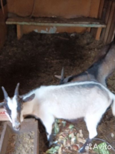 Коза дойная