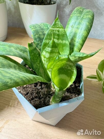 Комнатные цветы