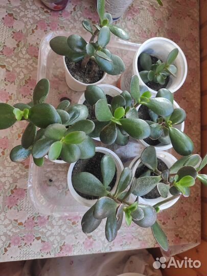 Толстянка и алоэ вера