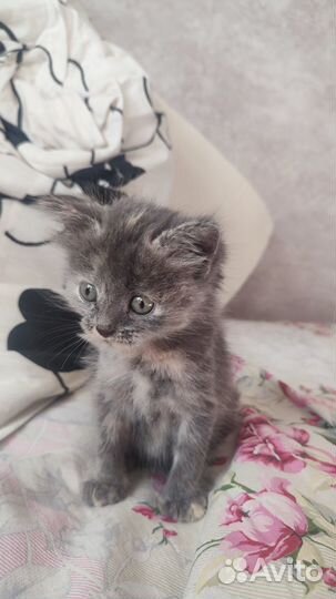 Отдам кота в добрые руки