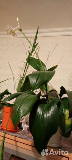 Эухарис амазонская лилия
