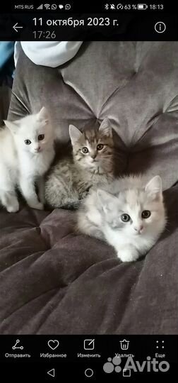 Отдам котят в добрые руки