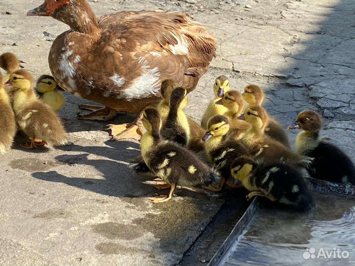 Индоутка мускусная утка