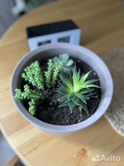 Суккуленты