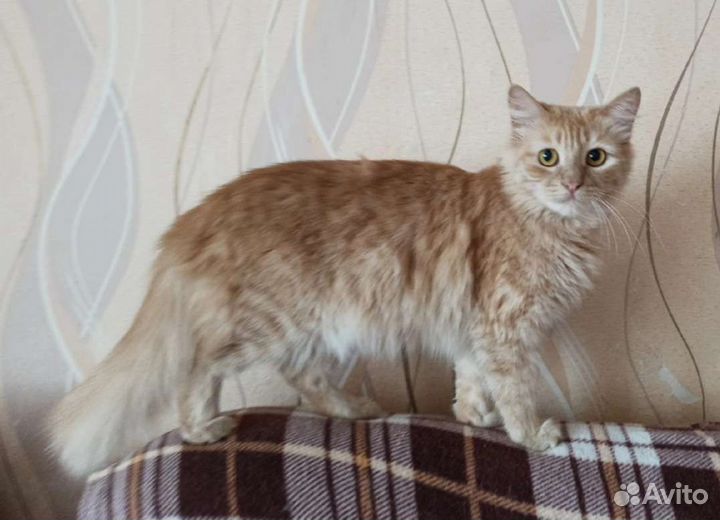 Кошка персик