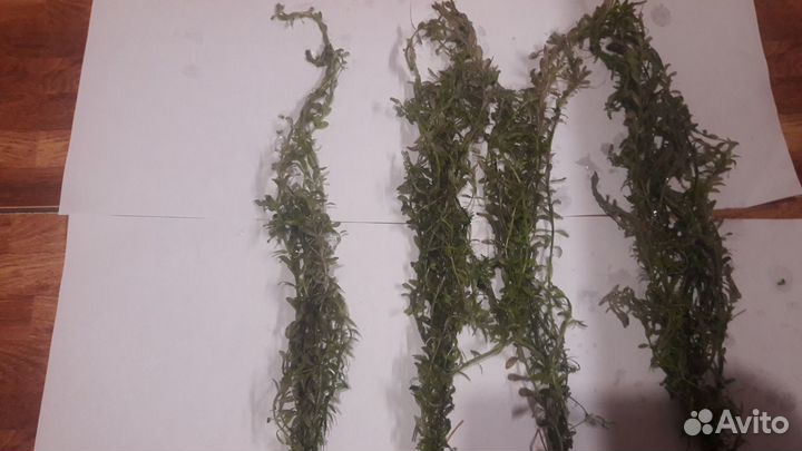 Аквариумные растения, растения в аквариум, улитки