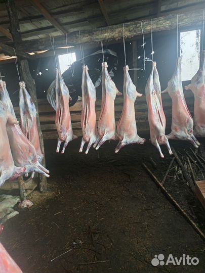 Баранина свежая