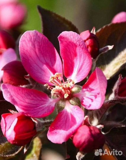 Саженцы яблони Ред Кетти