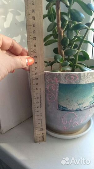 Толстянка, денежное дерево