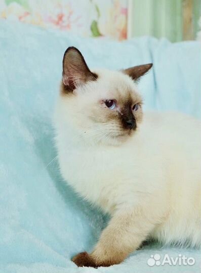 Мальвина - голубоглазка ищет свою семью