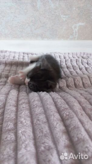 Отдам котенка в добрые руки породистые