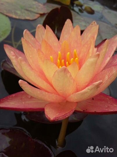 Нимфеи,водяной гиацинт и другие прудовые растения