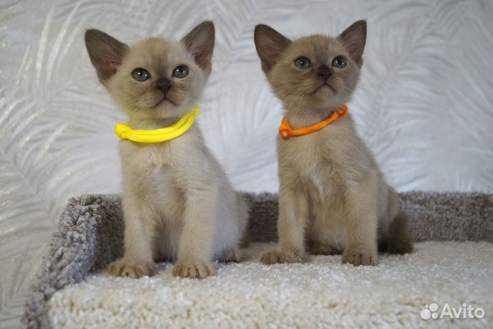Котята