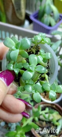 Суккуленты