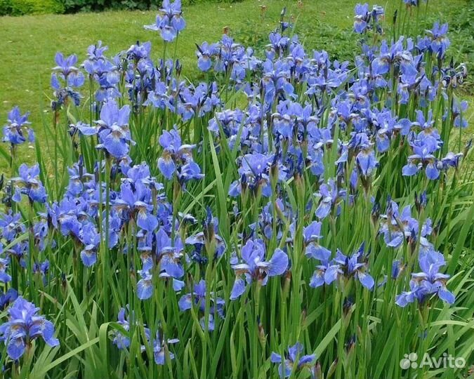 Ирис сибирский деленки