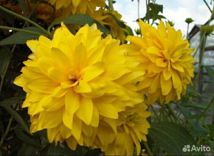 Цветок рудбекия желтая, Лилейник бордовый