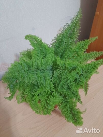 Комнатные растения