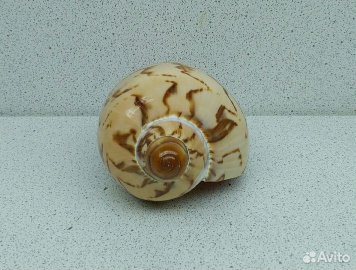 Валюта Нобилис 8,8 морская ракушка раковина