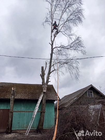 Спил деревьев