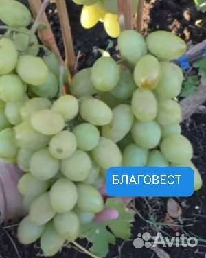 Саженцы винограда 2лет зкс Рошфор, Лучистый и др