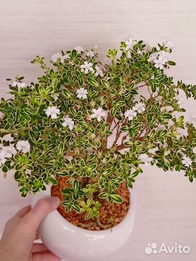 Серисса Фудзии и Тысяча звёзд и др