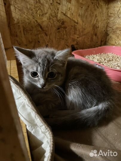 Котенок Кисо