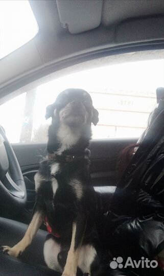 Мини той-терьер