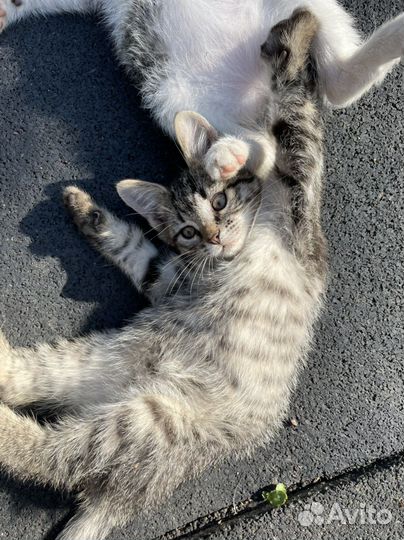 Котятки в добрые руки