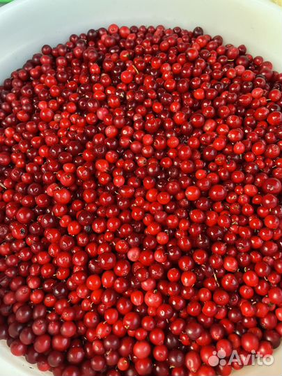 Брусника очищенная, собрана в Койгородском р-не