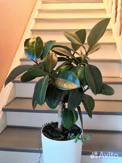 Фикус каучуконосный