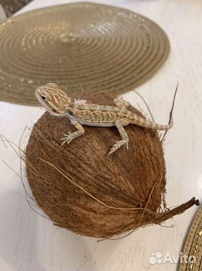 Бородатая агама