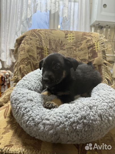 Щенок девочка в добрые руки