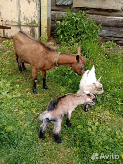 Коза дойная чешская