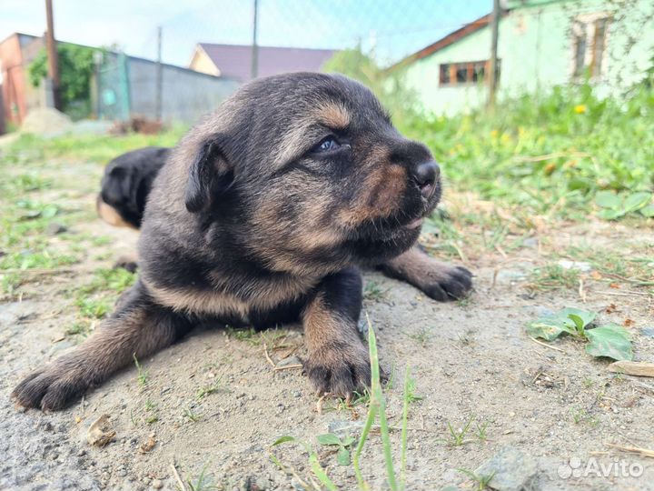 Щенки бесплатно