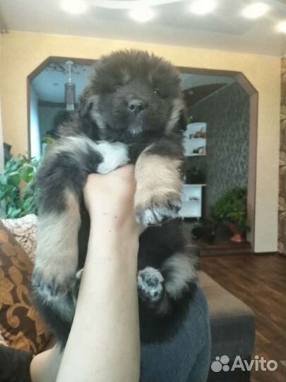 Банхар Щенки