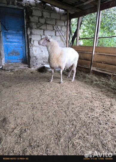 Баран, овцы