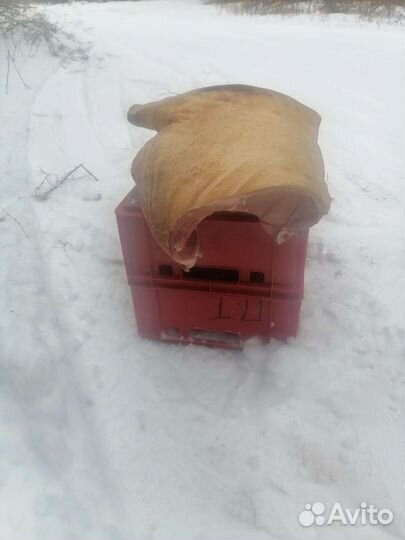 Свинина полутуши, четверти. Доставка