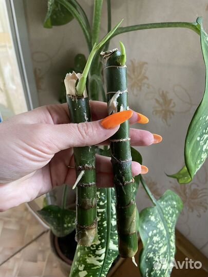 Диффенбахия