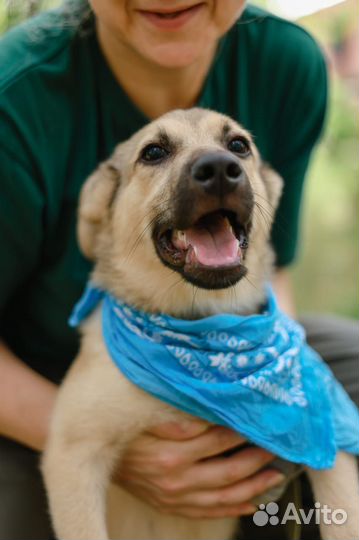 Щенок Коля в добрые руки