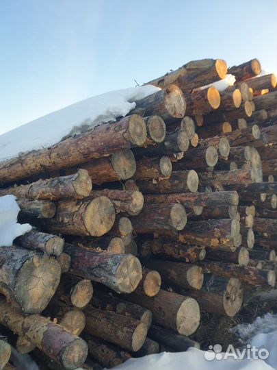 Лес кругляк сосна