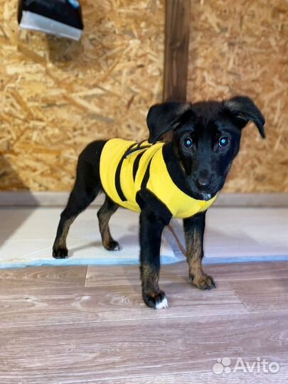 Щенок Билайн