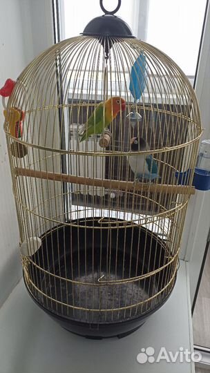 Попугаи неразлучники