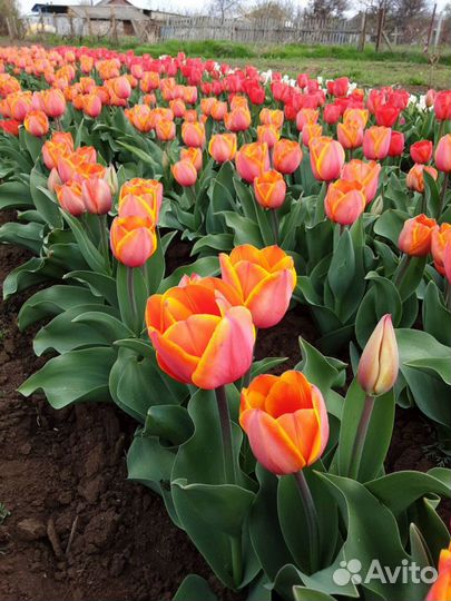 Луковицы тюльпанов