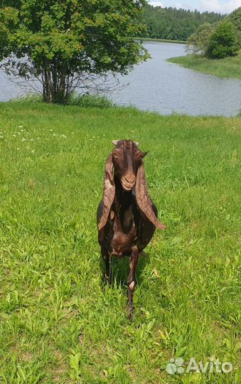 Чистопородные коза и козёл Камори