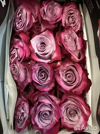 Розы, цветы оптом
