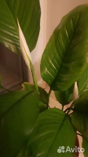 Спатифиллум женское счастье