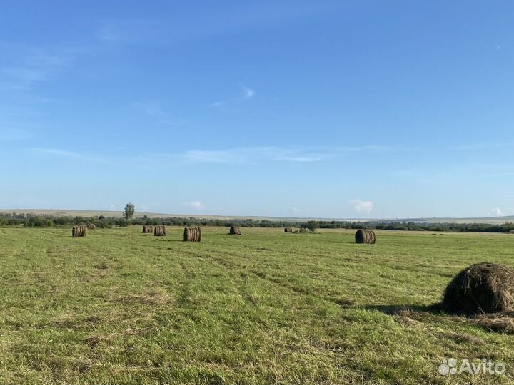 Продам свежее Сено в рулонах 350 кг