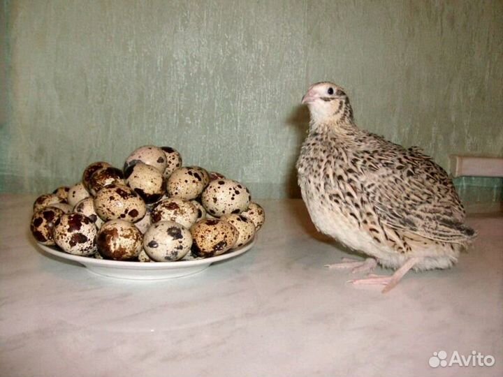 Продам перепелов