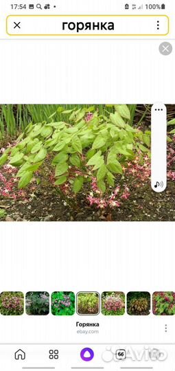 Астильба бордовая и другие многолетники