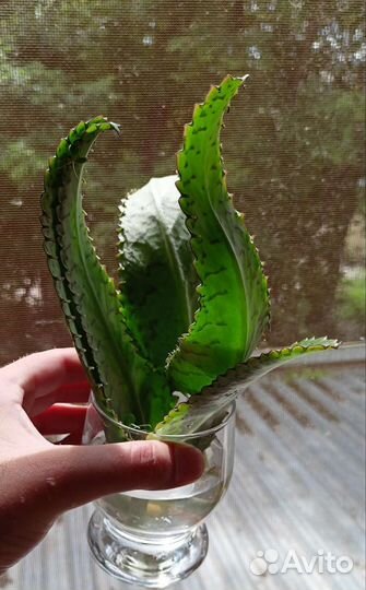 Каланхоэ лечебное